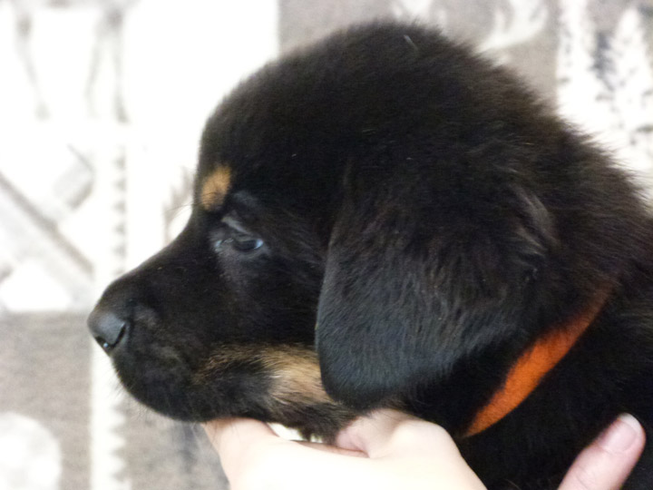 chinook puppy